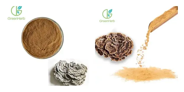 Coriolus Versicolor Extract.webp